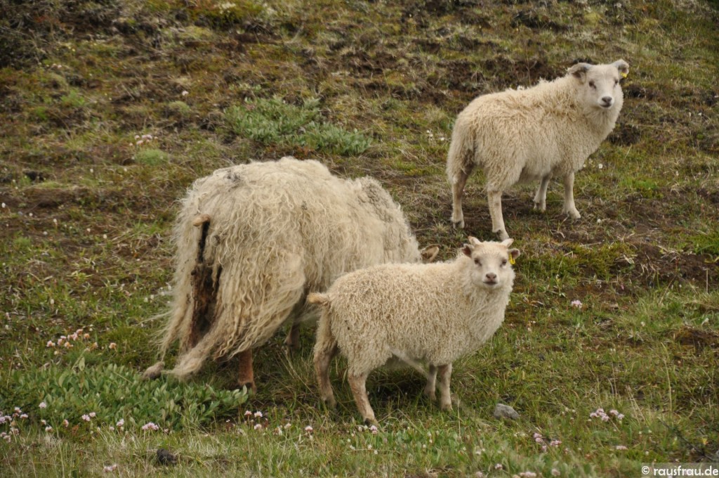 Hochlandschafe