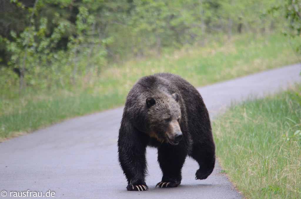 Ein Grizzly in Banff.